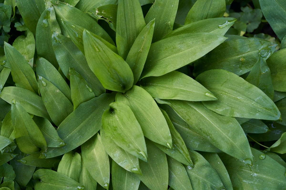 photo by Wolfgang Hasselmann on Unsplash